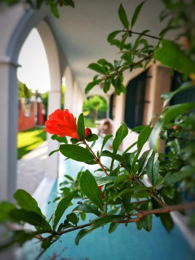 Casa Del Vigneto - New Near Venice - Rooms+Bathroom - Independent スピネーア エクステリア 写真